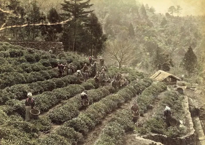 Framed Print : Tea plantation, cultivation and harvesting of tea