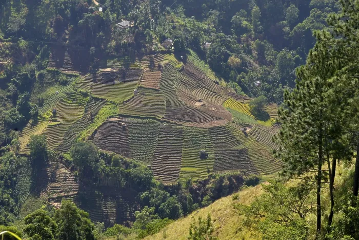 Framed Print : Tea plantation, Ella, Sri Lanka