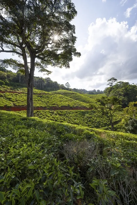 Framed Print : Tea plantation on hills between tropical rainforest Framed Print : Tea plantation on hills between tropical rainforest