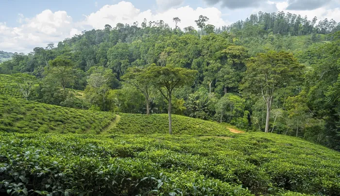 Framed Print : Tea plantation on hills between tropical rainforest Framed Print : Tea plantation on hills between tropical rainforest