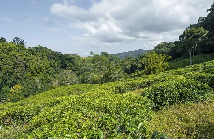 Framed Print : Tea plantation on hills between tropical rainforest