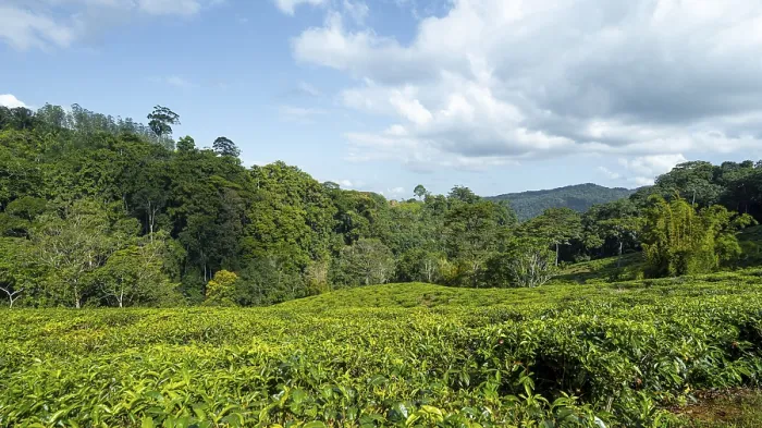 Framed Print : Tea plantation on hills between tropical rainforest