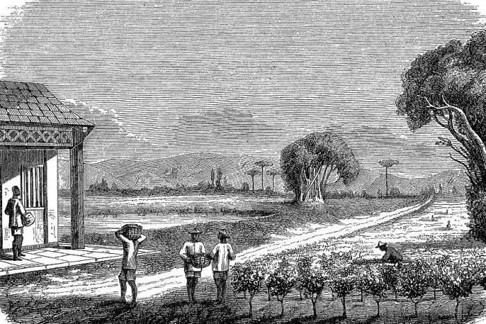 Framed Print : Tea plantation in Japan in 1870
