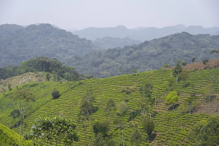 Framed Print : Tea plantation in the mountains Framed Print : Tea plantation in the mountains