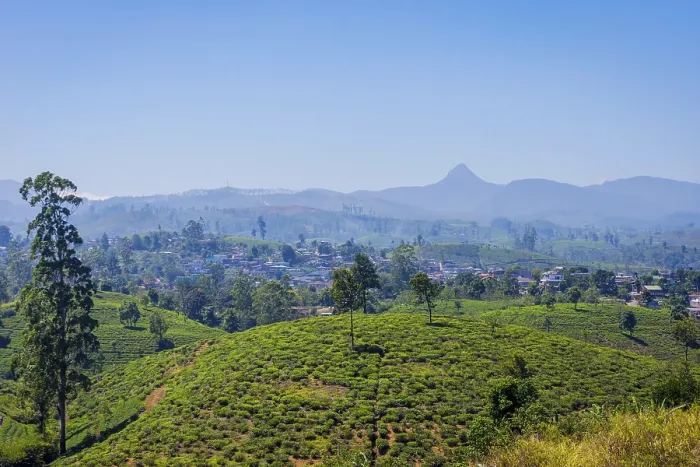 Framed Print : Tea plantations and Adams peak mountain behind Framed Print : Tea plantations and Adams peak mountain behind