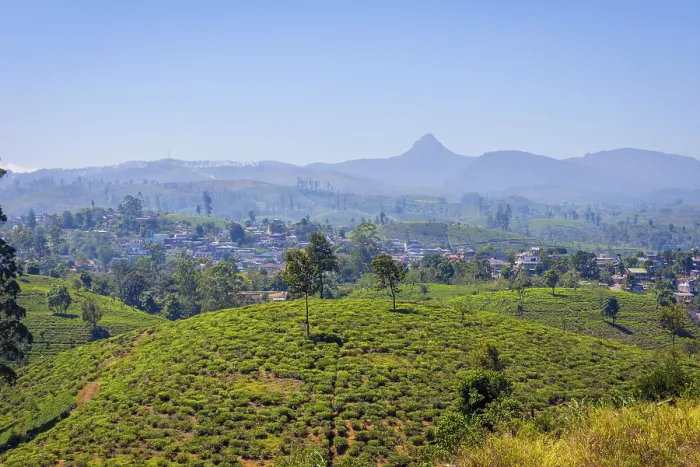 Framed Print : Tea plantations and Adams peak mountain behind