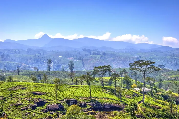 Framed Print : Tea plantations and Adams peak mountain behind Framed Print : Tea plantations and Adams peak mountain behind