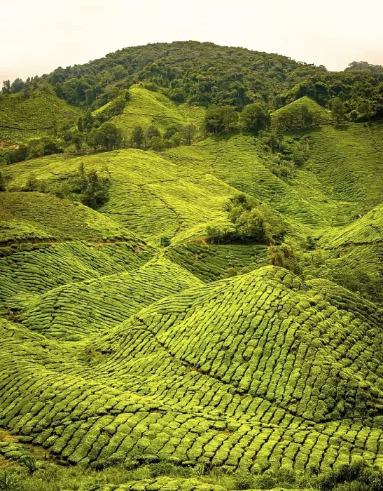 Framed Print : Tea plantations, Cameron Highlands