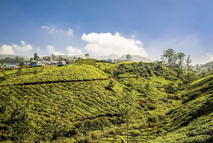 Framed Print : Tea plantations in the mountains near Munnar