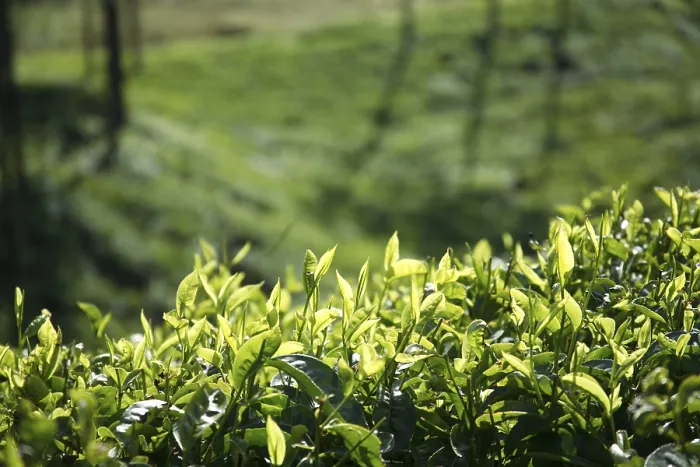 Framed Print : Tea plants Latin name Camellia sinensis fresh foliage and tender leaves
