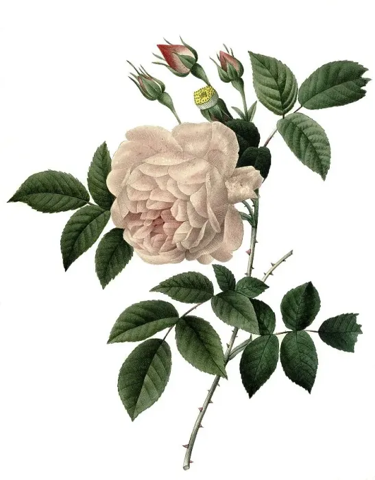 Framed Print : Tea rose (Rosa indica fragrans) Framed Print : Tea rose (Rosa indica fragrans)