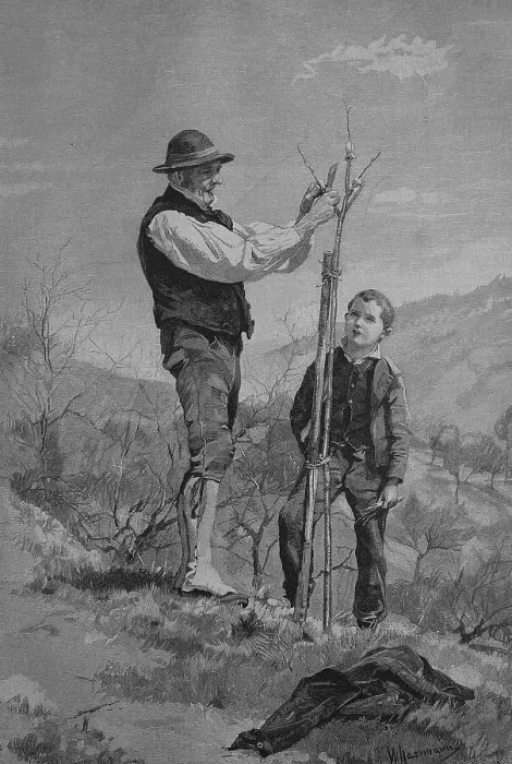 Framed Print : Teaching how to graft a tree, historical engraving
