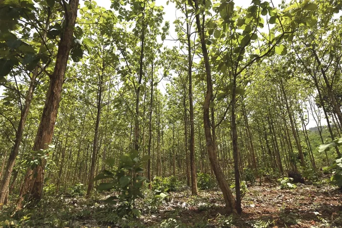 Framed Print : Teak wood plantations at ananthagiri hills