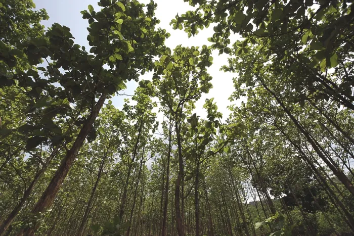 Framed Print : Teak wood plantations at ananthagiri hills