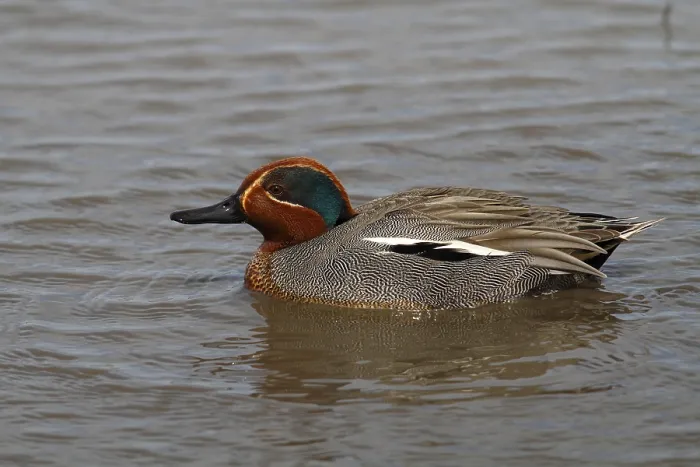 Framed Print : Teal duck (Anas crecca), swimming drake Framed Print : Teal duck (Anas crecca), swimming drake
