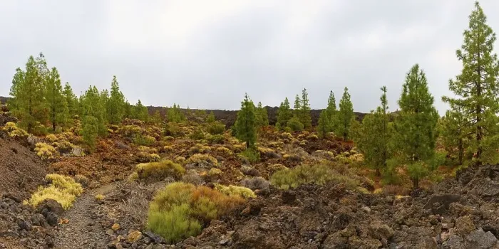 Framed Print : Teide National Park, Tenerife, Canary Islands