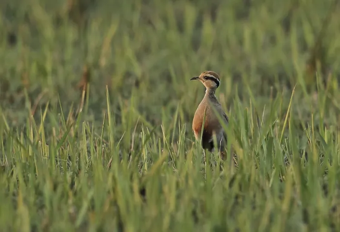 Framed Print : Temminck's Courser (Cursorius temminckii ruvanensis) adult