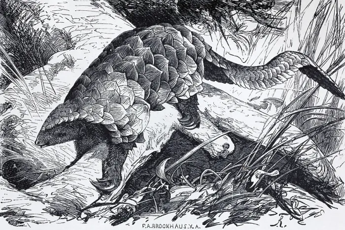 Framed Print : Temminck's pangolin (Manis Temminckii) Framed Print : Temminck's pangolin (Manis Temminckii)