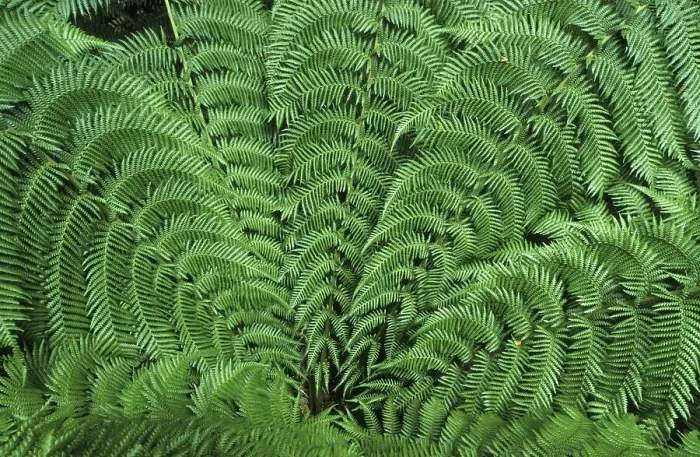 Framed Print : Temperate rainforest, Otway National Park