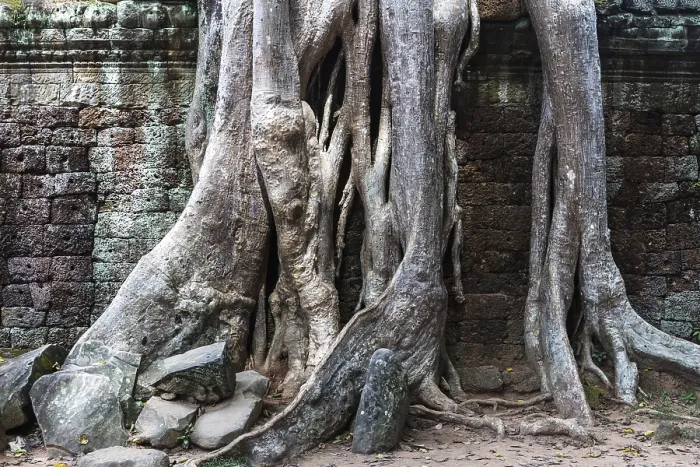 Framed Print : Temple ruins of Ta Prohm with giant banyan tree