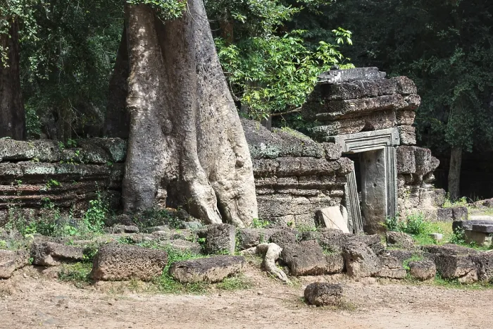 Framed Print : Temple ruins of Ta Prohm with giant banyan tree