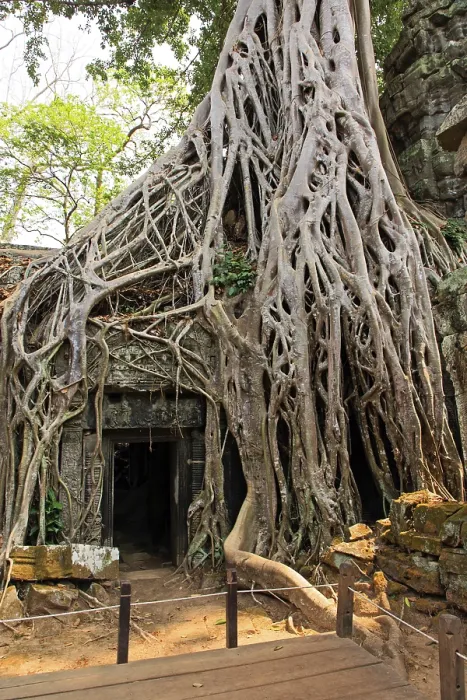 Framed Print : The temple of Ta Prohm in Cambodia