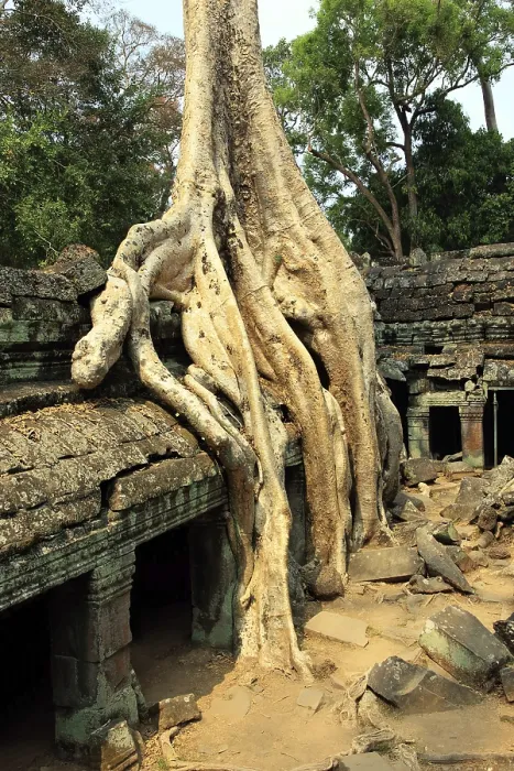 Framed Print : The temple of Ta Prohm in Cambodia