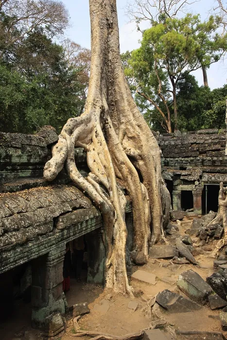 Framed Print : The temple of Ta Prohm in Cambodia Framed Print : The temple of Ta Prohm in Cambodia