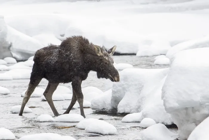 Framed Print : Ten-month-old elk bull running in the river in winter Framed Print : Ten-month-old elk bull running in the river in winter