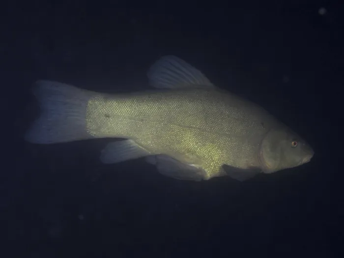 Framed Print : A tench (Tinca tinca) swimming in the darkness of the water