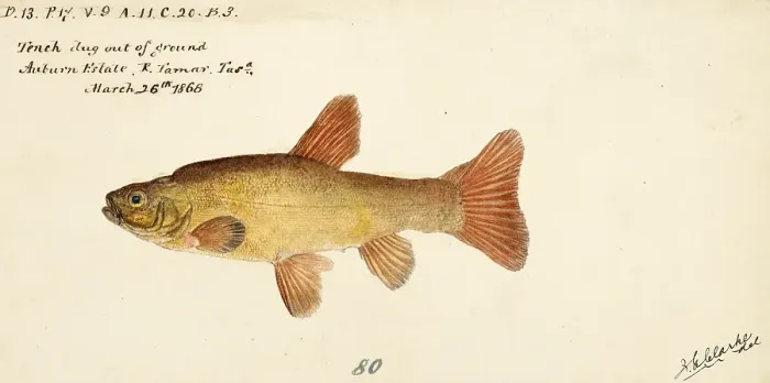 Framed Print : Tench, Tinca tinca, tench or doctor fish, fish, reproduction of an original, by Frank Edward Clarke (b. 1849, d. 1899), ichthyologist and scientific draughtsman Framed Print : Tench, Tinca tinca, tench or doctor fish, fish, reproduction of an original, by Frank Edward Clarke (b. 1849, d. 1899), ichthyologist and scientific draughtsman