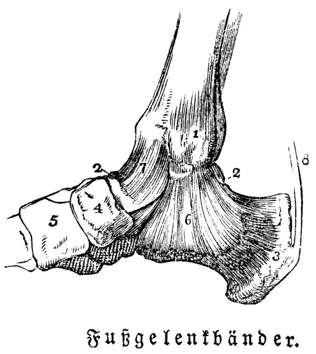 Framed Print : Tendons of the ankles, man, body part Framed Print : Tendons of the ankles, man, body part