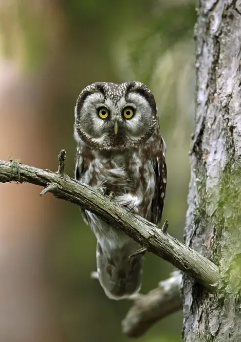 Framed Print : Tengmalm's Owl adult, perched on Scots scots pine Finland Framed Print : Tengmalm's Owl adult, perched on Scots scots pine Finland