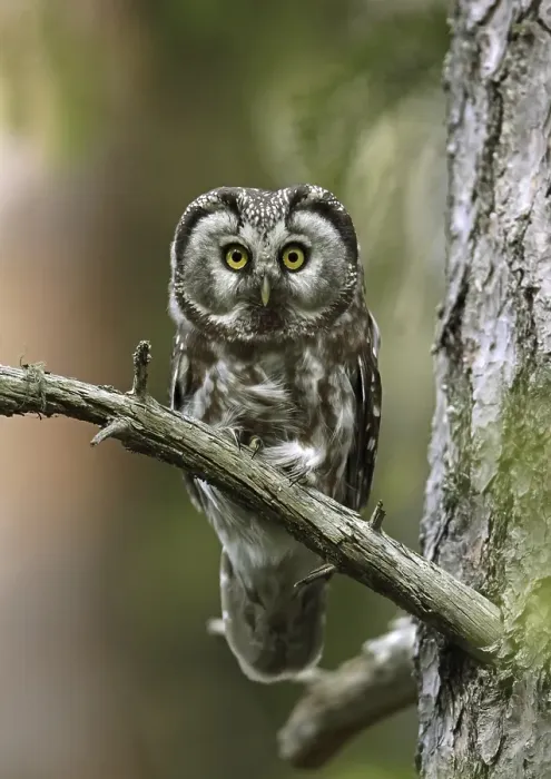 Framed Print : Tengmalm's Owl (Aegolius funereus) Framed Print : Tengmalm's Owl (Aegolius funereus)