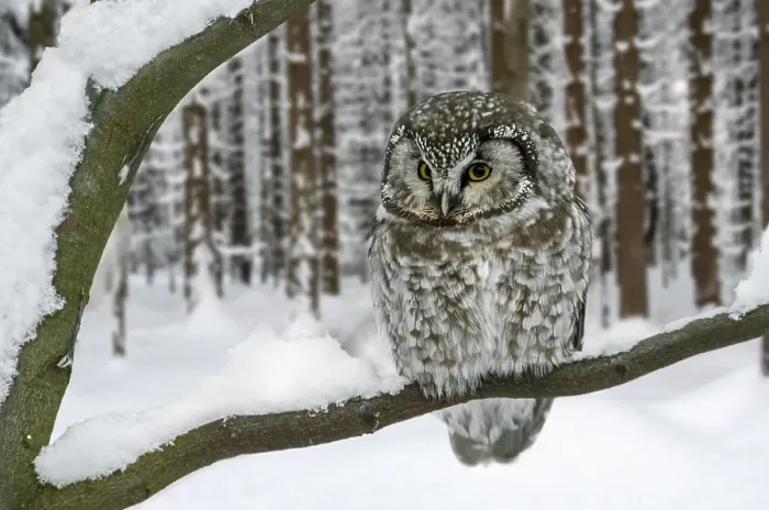 Framed Print : Tengmalm's owl (Aegolius funereus)