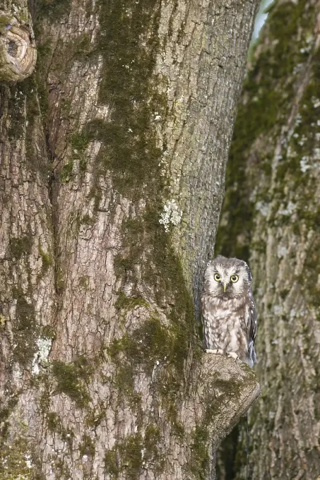 Framed Print : Tengmalm's owl (Aegolius funereus)