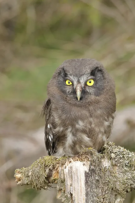 Framed Print : Tengmalm's owl (Aegolius funereus)
