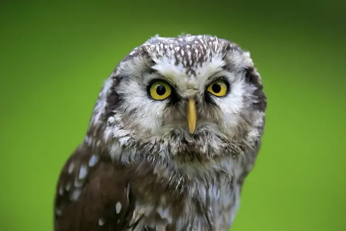 Framed Print : Tengmalm's Owl or Boreal Owl (Aegolius funereus)