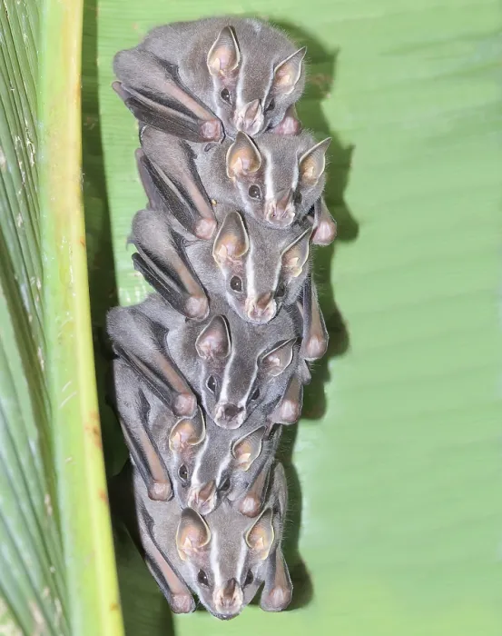 Framed Print : Tent making bats (Uroderma bilobatum) stack sitting on a green Framed Print : Tent making bats (Uroderma bilobatum) stack sitting on a green