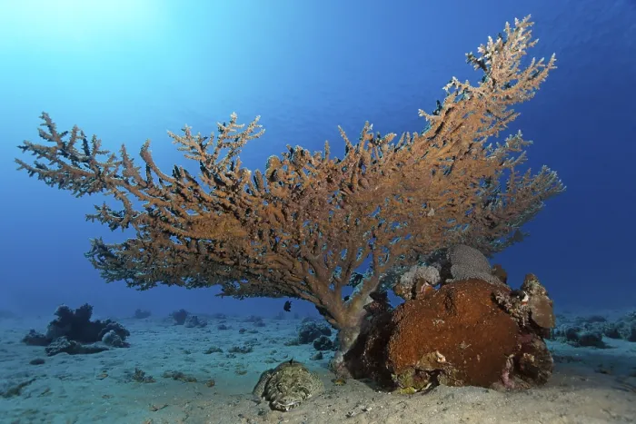 Framed Print : Tentacled flathead or Crocodilefish (Papilloculiceps longiceps) under table coral (Agropora sp)