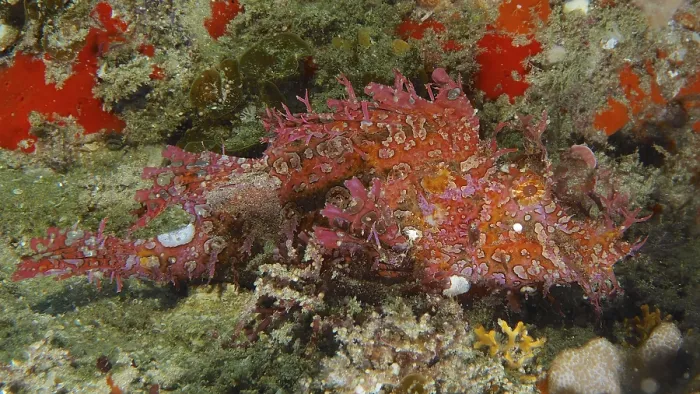 Framed Print : Tentacled scorpionfish (Rhinopias frondosa)