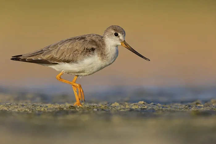 Framed Print : Terek sandpiper, (Xenus cinereus)