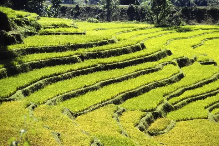 Framed Print : Terraced rice fields in Sri Lanka, Asia in 1980