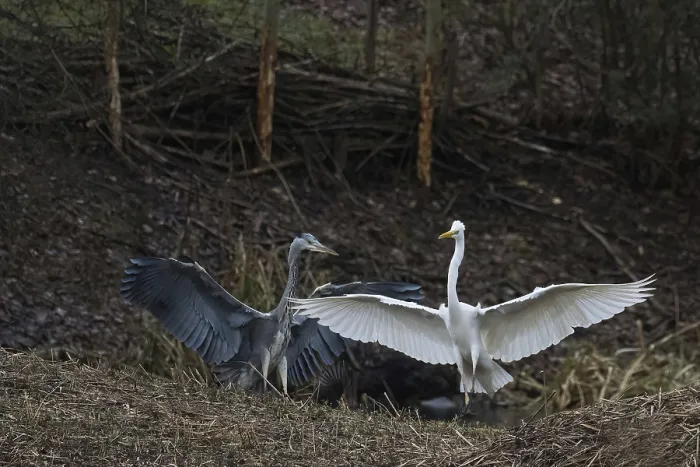 Framed Print : Territorial fight between grey heron (Ardea cinerea) and great egret (Ardea alba)