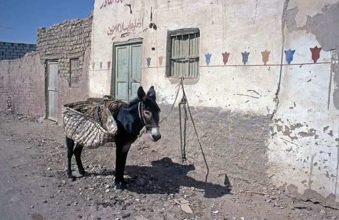 Framed Print : Tethered donkey, Al-Bahariyya Oasis