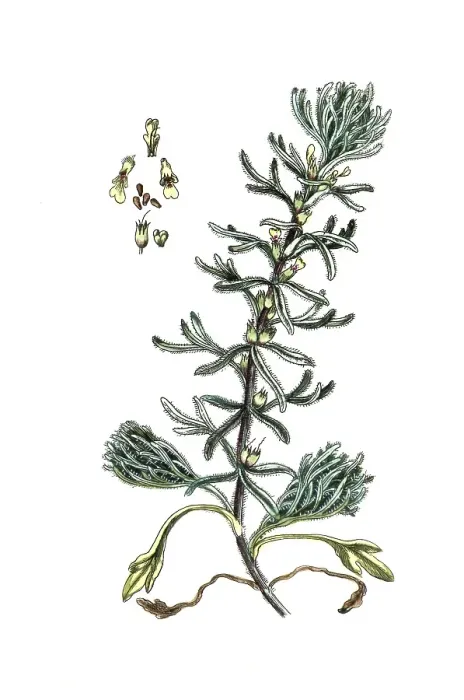 Framed Print : Teucrium chamaedrys, Gamander, digital reproduction of a historical model Framed Print : Teucrium chamaedrys, Gamander, digital reproduction of a historical model