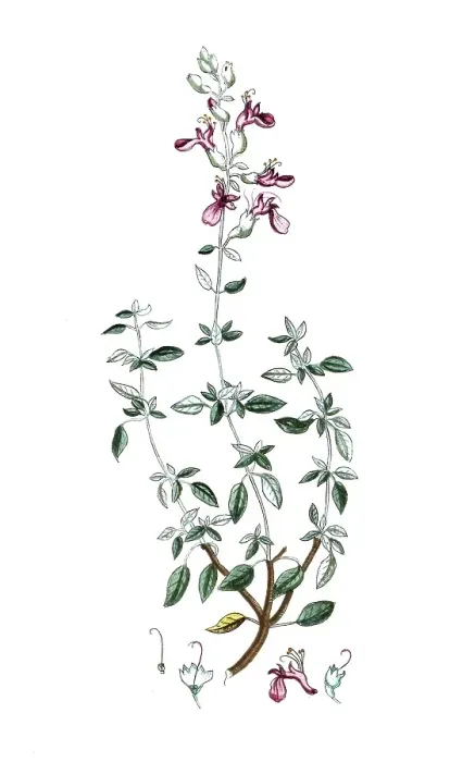 Framed Print : Teucrium marum, cat's rampion or cat's weed