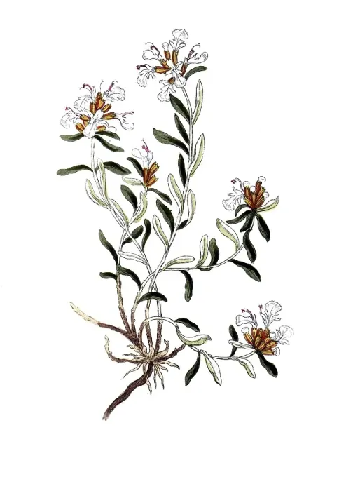 Framed Print : Teucrium montanum, mountain chamander Framed Print : Teucrium montanum, mountain chamander