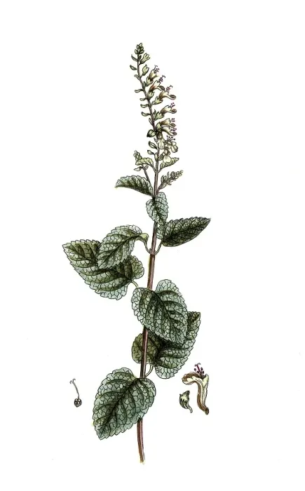 Framed Print : Teucrium scorodonia, sage-gamander Framed Print : Teucrium scorodonia, sage-gamander