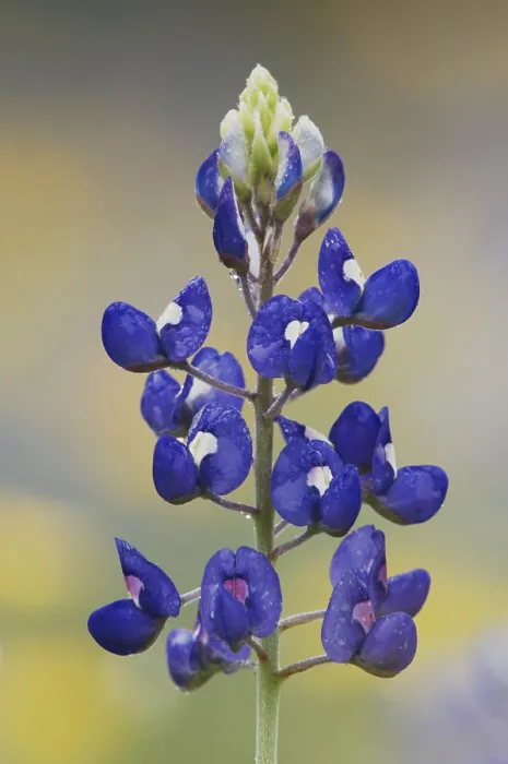 Framed Print : Texas Bluebonnet (Lupinus texensis)